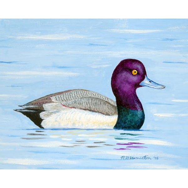 Lesser Scaup Beach Towel
