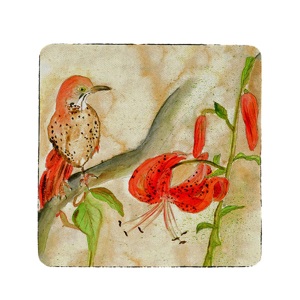 Brown Thrasher Coaster Set of 4