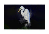 Breeding Egret Door Mat