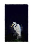 Breeding Egret Kitchen Towel