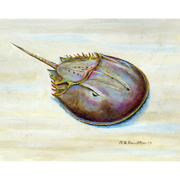 Horseshoe Crab Outdoor Wall Hanging 24x30