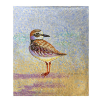 Wilson's Plover Throw