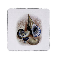 Three Shells Coaster Set of 4