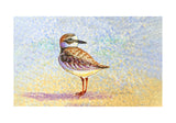 Wilson's Plover Door Mat