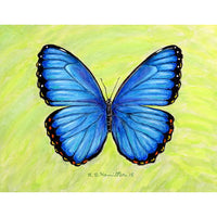 Dick's Blue Morpho Place Mat Set of 4